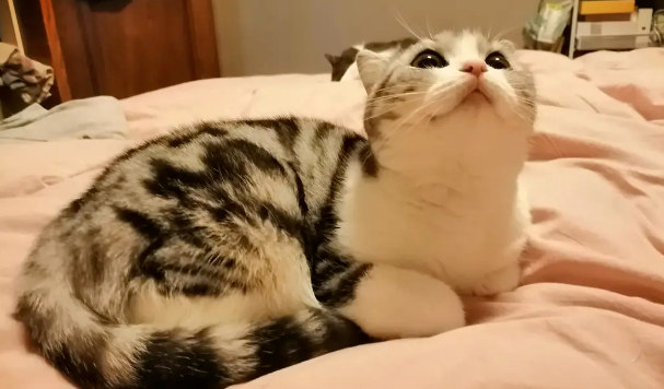 “我把猫放在宠物店洗澡后，它应激猝死了......”