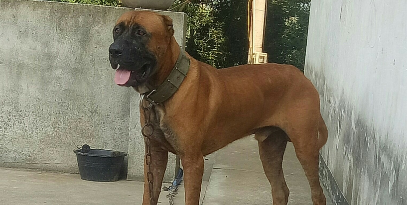 土佐犬价格多少钱一只 土佐犬价格多少钱一只