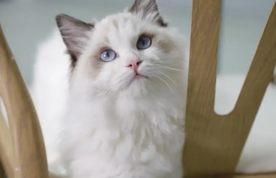 公主的猫名字叫什么