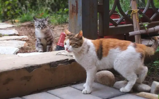 后院猫可以养好吗