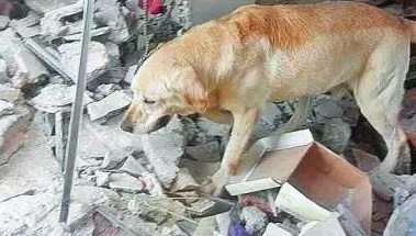 镜头下︰狗狗的“忠诚”,让人感动,看完忍不住流泪 镜头下︰狗狗的“忠诚”,让人感动,看完忍不住流泪