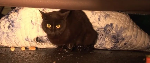 猫咪遇车祸难产,难过不肯动,获救后竟得意外惊喜,差点激动落泪... 猫咪遇车祸难产,难过不肯动,获救后竟得意外惊喜,差点激动落泪...