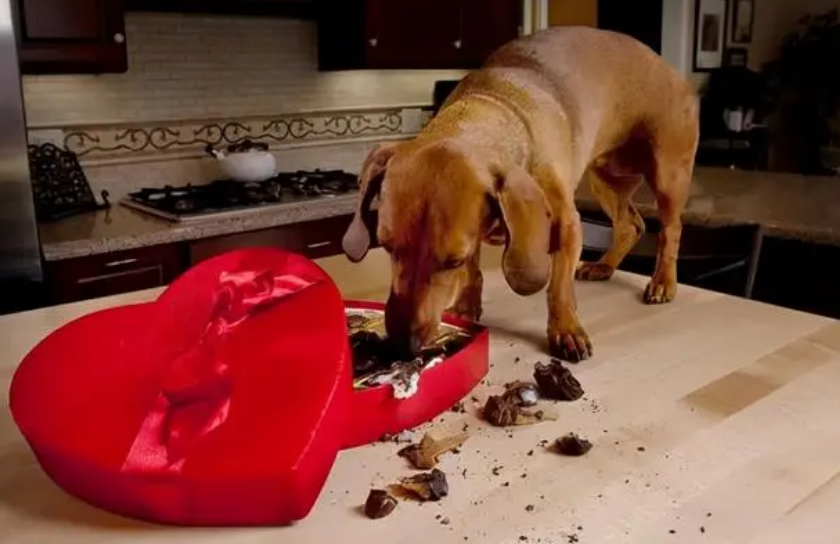 犬科能不能吃巧克力