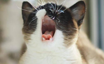 猫一直叫我快崩溃不想养了 猫一直叫我快崩溃不想养了