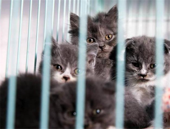 后院猫有养的健康的吗