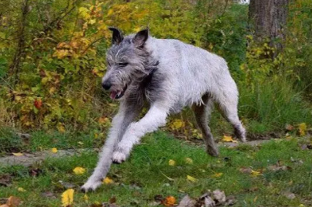 猎狼犬真的能猎狼吗
