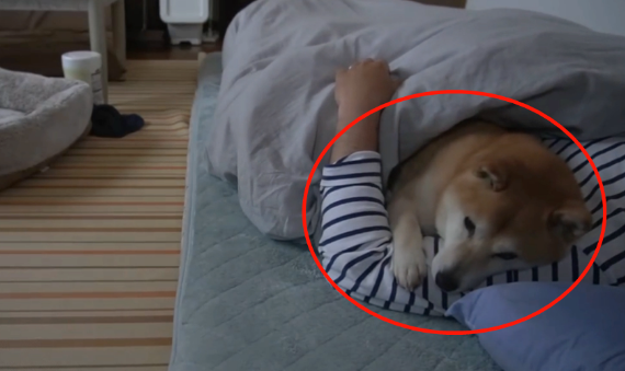 柴犬从小要主人抱着睡,主人生病后,它的行为暖心又好笑... 柴犬从小要主人抱着睡,主人生病后,它的行为暖心又好笑...