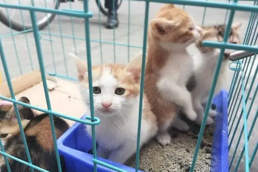 后院猫能买吗 后院猫能买吗