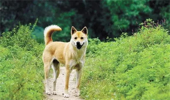 中国田园犬禁养吗