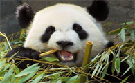 大熊猫不是食铁兽吗?可它也太弱了,高度近视,吃竹子都是被逼的