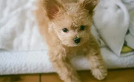 米克斯犬价格多少元一只