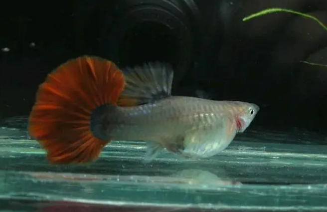 黄棕是海水鱼吗