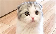 九命猫为什么是阴阳师女主