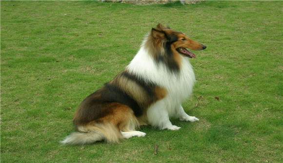 英格兰犬种图片大全