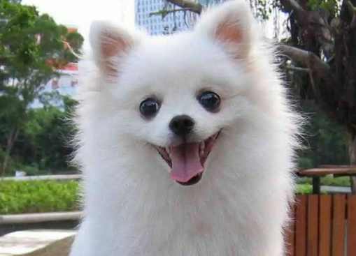 小型看家护院犬适合看门的犬种