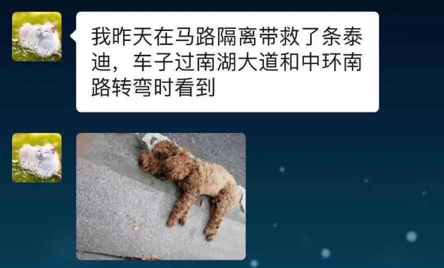 泰迪车祸骨折,找到原主人后,他一听治疗费用:我不如再买一只! 泰迪车祸骨折,找到原主人后,他一听治疗费用:我不如再买一只!