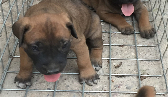 士佐幼犬1个月图片