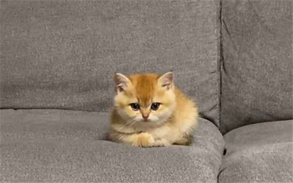 夏天猫咪揣手手代表什么