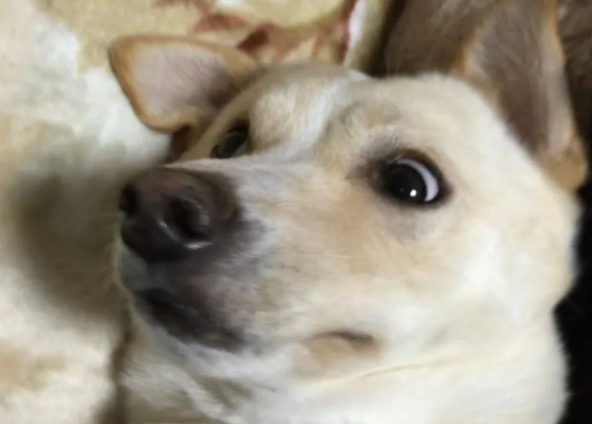 狗狗面对盛好的狗粮竟视而不见,转头做出这一哭笑不得的举动... 狗狗面对盛好的狗粮竟视而不见,转头做出这一哭笑不得的举动...