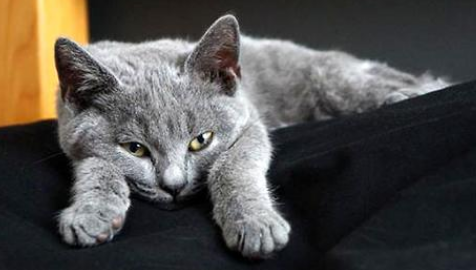 卡特尔猫的价格 卡特尔猫的价格