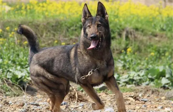 昆明狼犬多少钱一只 昆明狼犬多少钱一只