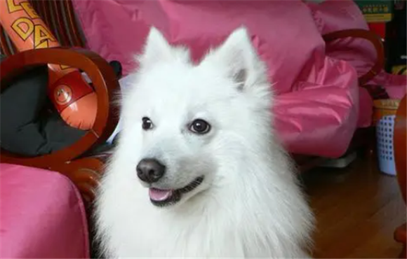 日本尖嘴犬和博美哪个贵