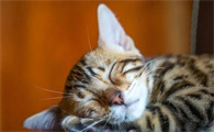 笔筒猫长什么样