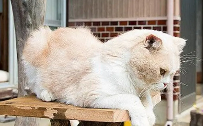 别人自家养的猫算后院猫吗