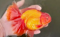 泰狮能长多大