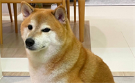 cheems哪个国家的狗