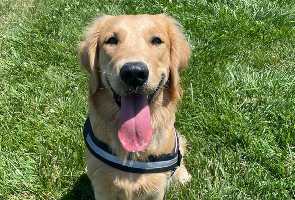 柴犬与金毛哪个好 柴犬与金毛哪个好