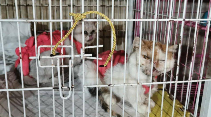 怎么判断是不是后院猫 怎么判断是不是后院猫
