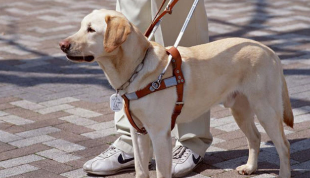 导盲犬为什么看起来不开心