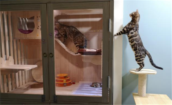 东北猫舍为什么不好 东北猫舍为什么不好
