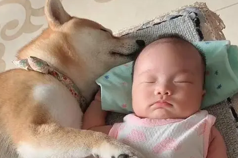 无敌小柴犬“搂”娃睡觉走红，为了这个家也是操碎了心