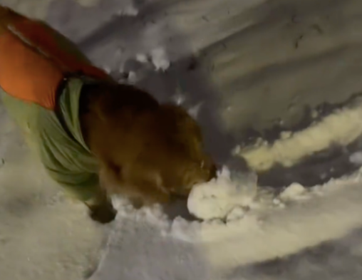 网友和狗一起玩打雪仗,它竟然搓了个比主人还大的雪球!厉害了! 网友和狗一起玩打雪仗,它竟然搓了个比主人还大的雪球!厉害了!