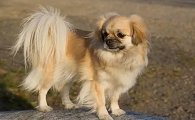 拉萨犬什么价格