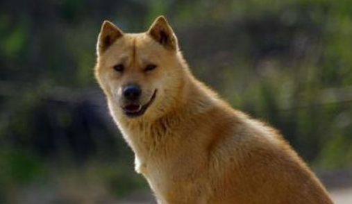 中华犬和中华田园犬是一个品种吗