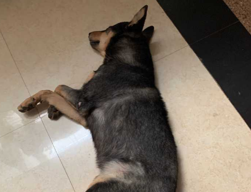 铁包金土狗比一般的土狗大
