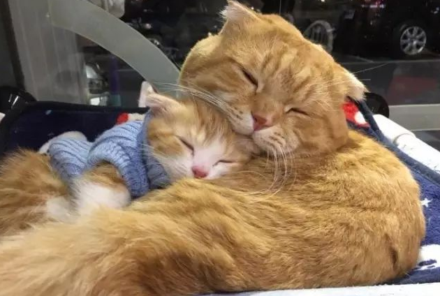 猫会认一家人谁做主人 猫会认一家人谁做主人