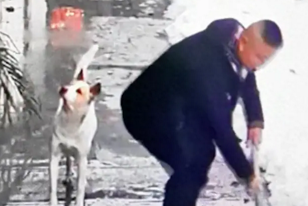 主人铲雪时狗总在叫,还不知道它什么意思,下一秒屋顶雪全掉下来