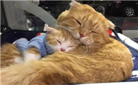 猫会认一家人谁做主人