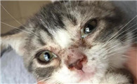 兽医再次提醒：冬季猫瘟高发，猫有这些表现要注意！