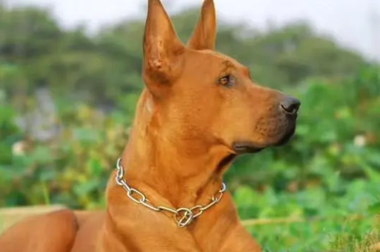 红狼犬几个月凶猛