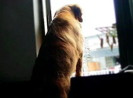 主人突然去世,忠诚的金毛犬为主人效忠,它这样做让人感动 主人突然去世,忠诚的金毛犬为主人效忠,它这样做让人感动