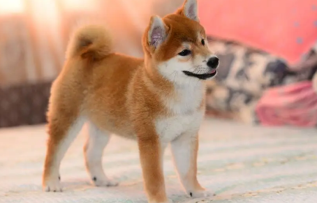柴犬哪个品种最厉害 柴犬哪个品种最厉害