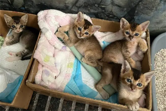 中国雀猫和金渐层-宠物网