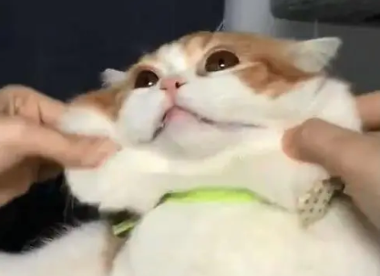 铲屎官揉起猫来毫不留情,猫的脸都被揉变形了! 铲屎官揉起猫来毫不留情,猫的脸都被揉变形了!