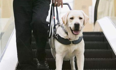 导盲犬能听懂人说话吗 导盲犬能听懂人说话吗