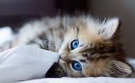 笔筒猫多少钱一只